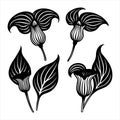 Unique and intriguing \'Jack-in-the-Pulpit Illustration in Vector Style\' in a beautiful, hooded spathe. Royalty Free Stock Photo