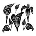 Unique and intriguing \'Jack-in-the-Pulpit Illustration in Vector Style\' in a beautiful, hooded spathe. Royalty Free Stock Photo