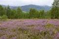 Unique landscape of the Carpathian Mountains with mass flowering heather fields Calluna vulgaris. Flowering Calluna vulgaris co