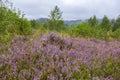 Unique landscape of the Carpathian Mountains with mass flowering heather fields Calluna vulgaris. Flowering Calluna vulgaris co