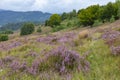 Unique landscape of the Carpathian Mountains with mass flowering heather fields Calluna vulgaris. Flowering Calluna vulgaris co