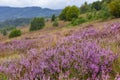 Unique landscape of the Carpathian Mountains with mass flowering heather fields Calluna vulgaris. Flowering Calluna vulgaris co