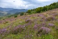 Unique landscape of the Carpathian Mountains with mass flowering heather fields Calluna vulgaris. Flowering Calluna vulgaris co