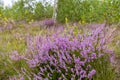 Unique landscape of the Carpathian Mountains with mass flowering heather fields Calluna vulgaris. Flowering Calluna vulgaris co