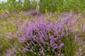 Unique landscape of the Carpathian Mountains with mass flowering heather fields Calluna vulgaris. Flowering Calluna vulgaris co