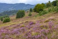 Unique landscape of the Carpathian Mountains with mass flowering heather fields Calluna vulgaris. Flowering Calluna vulgaris co