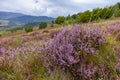 Unique landscape of the Carpathian Mountains with mass flowering heather fields Calluna vulgaris. Flowering Calluna vulgaris co