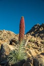 Unique landscape of Teide National Park and view of Teide Volcano peak. Tenerife Island