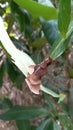 Leaf caterpillar nest