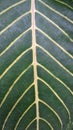 Unique leaf veins with yellow color on green leaves