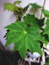 unique leaves of the plant family Vitaceae