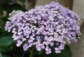 A unique light purple tiny petals of Bigleaf Hydrangea macrophylla Ayesha Royalty Free Stock Photo