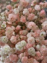 unique little flower fir valentines