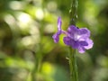 Unique little purple flower with bokeh background for design and wallpaper