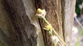 Unique log texture and a blurred wild flower foreground Royalty Free Stock Photo