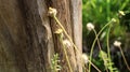 Unique log texture and gorgeous wildflowers Royalty Free Stock Photo