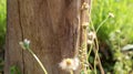 Unique log texture and gorgeous wildflowers Royalty Free Stock Photo