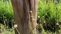 Unique log texture and gorgeous wildflowers Royalty Free Stock Photo