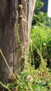 Unique log texture and gorgeous wildflowers Royalty Free Stock Photo