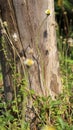 Unique log texture and gorgeous wildflowers Royalty Free Stock Photo