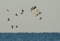 Black Skimmers perform an acrobatic flight routine over the beach Royalty Free Stock Photo