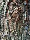Unique mahogany tree bark texture Royalty Free Stock Photo