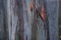 Unique Multicolored Tree Bark Surface Detail, Eucalyptus deglupta Royalty Free Stock Photo