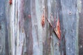 Unique Multicolored Tree Bark Surface Detail, Eucalyptus deglupta Royalty Free Stock Photo