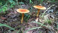 Unique mushroom growing in forrest