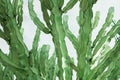 Unique natural pattern from overgrowth of tall Euphorbia cacti with long leaves on sky background. Tropical vegetation wild plants