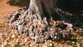 Unique Old Tree Roots Nature Background Royalty Free Stock Photo