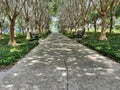 A unique path surrouded by trees in park in Celebration, Florida