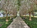 A unique path surrounded by trees in park in Celebration, Florida