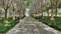 A unique path surrouded by trees in park in Celebration, Florida
