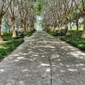 A unique path surrouded by trees in park in Celebration, Florida