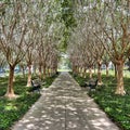 A unique path surrouded by trees in park in Celebration, Florida