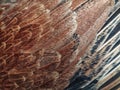 Unique pattern chicken fur texture for abstrack background or 3D rendering Royalty Free Stock Photo