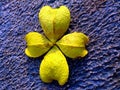 a unique pattern of a young soursop fruit cover