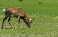 A unique period of molting deer. The deer loses its hair. It sta Royalty Free Stock Photo