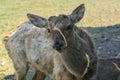 A unique period of molting deer. The deer loses its hair. It sta