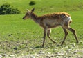 A unique period of molting deer. The deer loses its hair. It sta