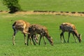 A unique period of molting deer. The deer loses its hair. It sta Royalty Free Stock Photo