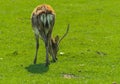 A unique period of molting deer. The deer loses its hair. It sta Royalty Free Stock Photo