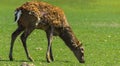 A unique period of molting deer. The deer loses its hair. It sta Royalty Free Stock Photo