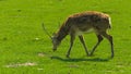 A unique period of molting deer. The deer loses its hair. It sta