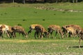 ÃÂ¤ unique period of molting deer. The deer loses its hair. It sta Royalty Free Stock Photo