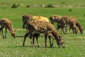 A unique period of molting deer. The deer loses its hair. It sta