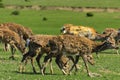 A unique period of molting deer. The deer loses its hair. It sta Royalty Free Stock Photo