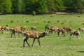 A unique period of molting deer. The deer loses its hair. It sta Royalty Free Stock Photo