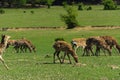 A unique period of molting deer. The deer loses its hair. It sta
